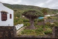 Famous Dragon Tree Ã¢â¬Å¾Drago MilenarioÃ¢â¬Å in Icod de los Vinos, Tenerife Royalty Free Stock Photo